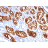 Immunohistochemistry - Anti-RBP4 Antibody [RBP4/4049] - BSA and Azide free (A253034) - Antibodies.com