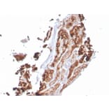 Immunohistochemistry - Anti-RBP4 Antibody [RBP4/4049] - BSA and Azide free (A253034) - Antibodies.com