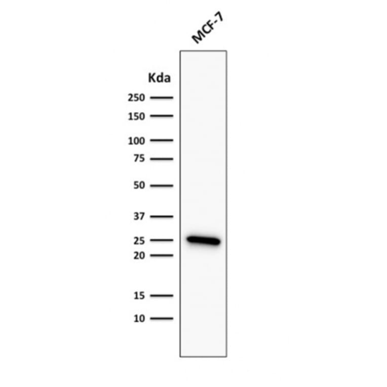 Western Blot - Anti-Bcl-2 Antibody [rBCL2/782] - BSA and Azide free (A253042) - Antibodies.com