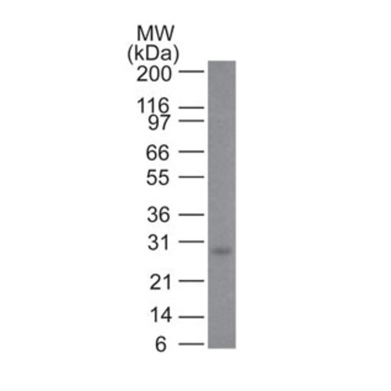 Western Blot - Anti-Bcl-2 Antibody [100/D5] - BSA and Azide free (A253044) - Antibodies.com