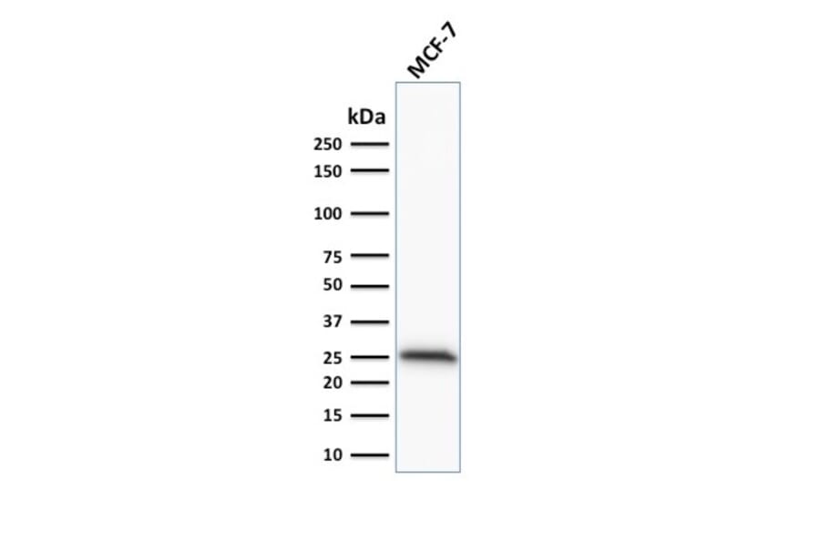 Western Blot - Anti-Bcl-2 Antibody [100/D5] - BSA and Azide free (A253044) - Antibodies.com
