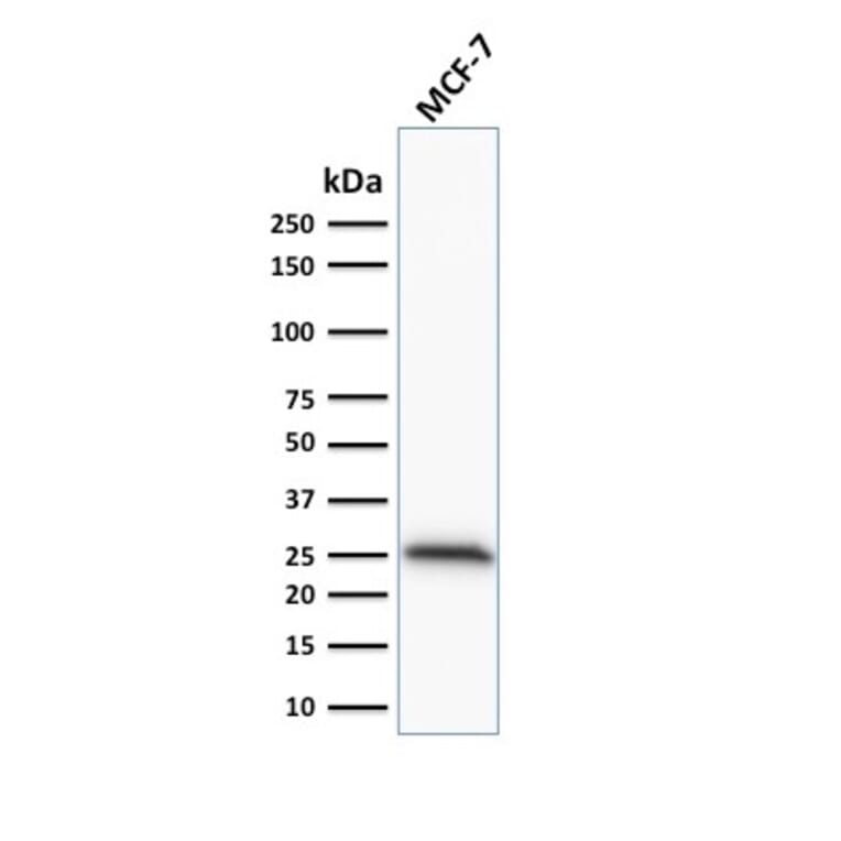 Western Blot - Anti-Bcl-2 Antibody [100/D5] - BSA and Azide free (A253044) - Antibodies.com