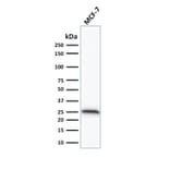 Western Blot - Anti-Bcl-2 Antibody [100/D5] - BSA and Azide free (A253044) - Antibodies.com