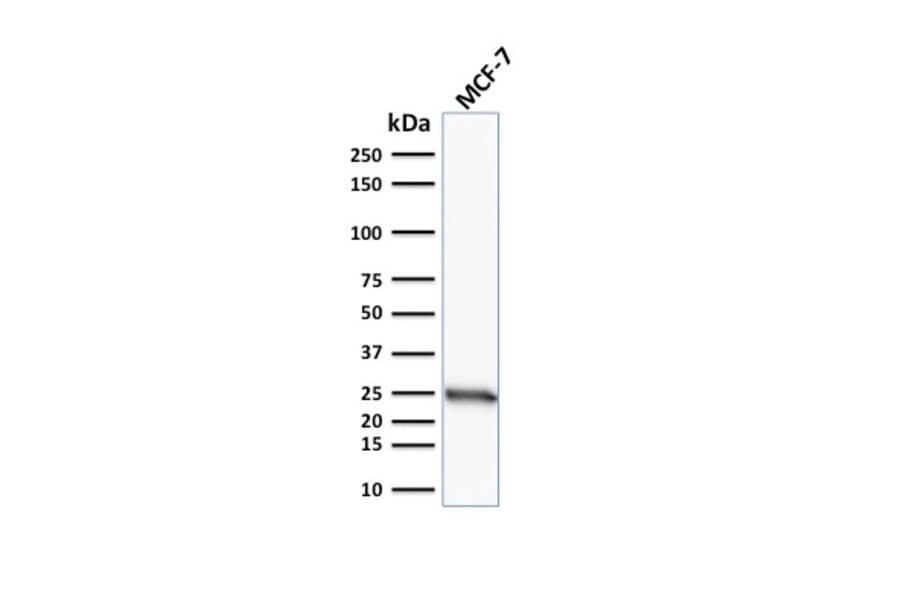 Western Blot - Anti-Bcl-2 Antibody [SPM117] - BSA and Azide free (A253045) - Antibodies.com