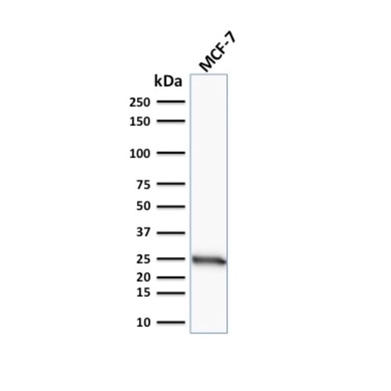 Western Blot - Anti-Bcl-2 Antibody [SPM117] - BSA and Azide free (A253045) - Antibodies.com