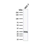 Western Blot - Anti-Bcl-2 Antibody [SPM117] - BSA and Azide free (A253045) - Antibodies.com