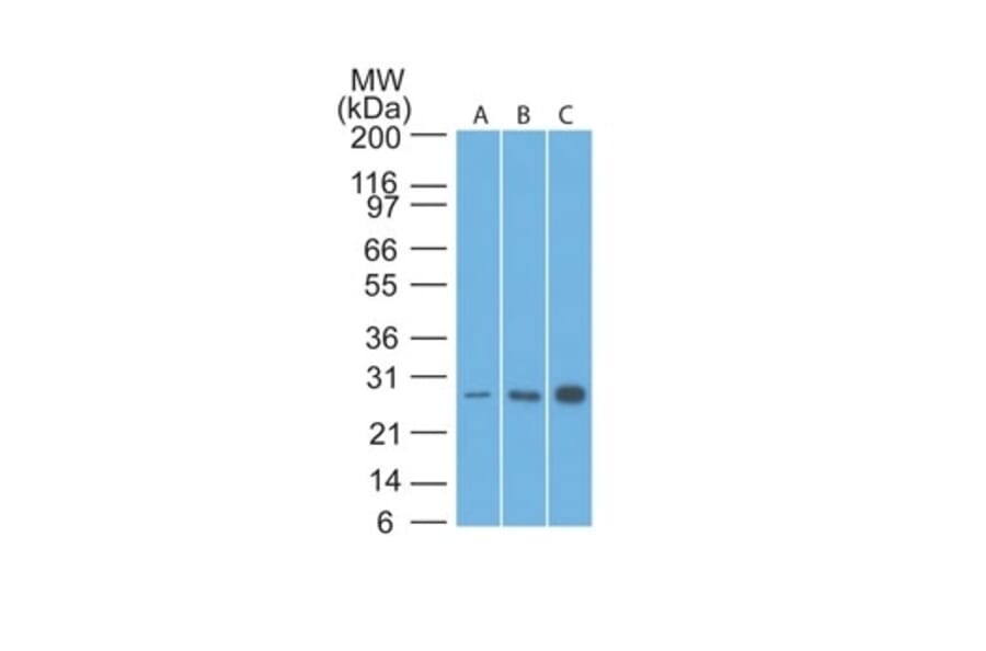 Western Blot - Anti-Bcl-2 Antibody [8C8] - BSA and Azide free (A253046) - Antibodies.com