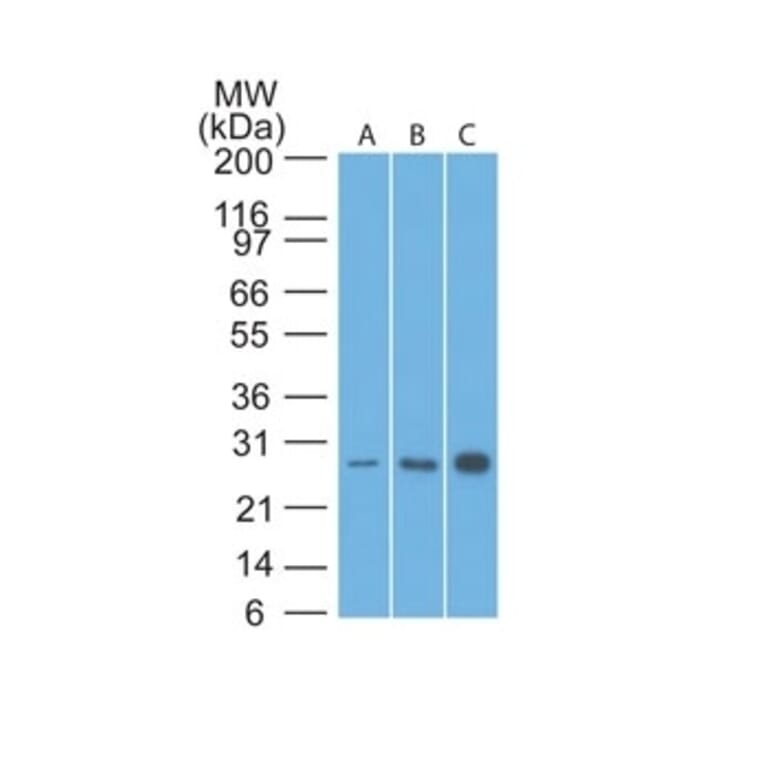Western Blot - Anti-Bcl-2 Antibody [8C8] - BSA and Azide free (A253046) - Antibodies.com