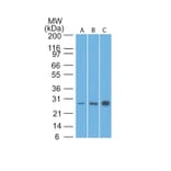 Western Blot - Anti-Bcl-2 Antibody [8C8] - BSA and Azide free (A253046) - Antibodies.com
