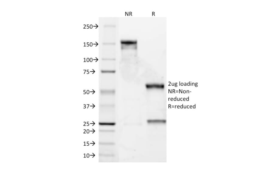 SDS-PAGE - Anti-Bcl-2 Antibody [8C8] - BSA and Azide free (A253046) - Antibodies.com