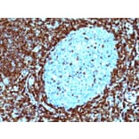 Immunohistochemistry - Anti-Bcl-2 Antibody [124] - BSA and Azide free (A253046) - Antibodies.com