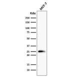 Western Blot - Anti-Bcl-2 Antibody [124] - BSA and Azide free (A253047) - Antibodies.com