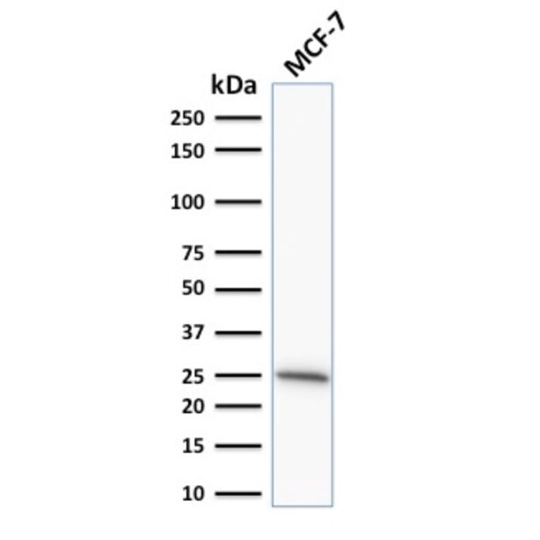 Western Blot - Anti-Bcl-2 Antibody [SPM530] - BSA and Azide free (A253048) - Antibodies.com