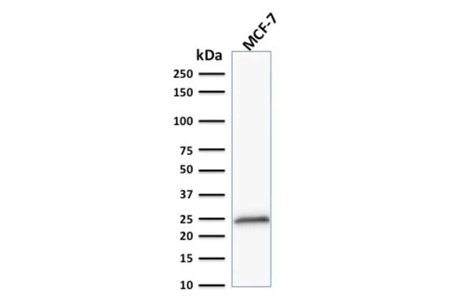 Western Blot - Anti-Bcl-2 Antibody [100/D5+124] - BSA and Azide free (A253049) - Antibodies.com