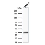 Western Blot - Anti-Bcl-2 Antibody [100/D5+124] - BSA and Azide free (A253049) - Antibodies.com