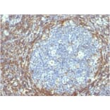 Immunohistochemistry - Anti-Bcl-2 Antibody [BCL2/782] - BSA and Azide free (A253050) - Antibodies.com