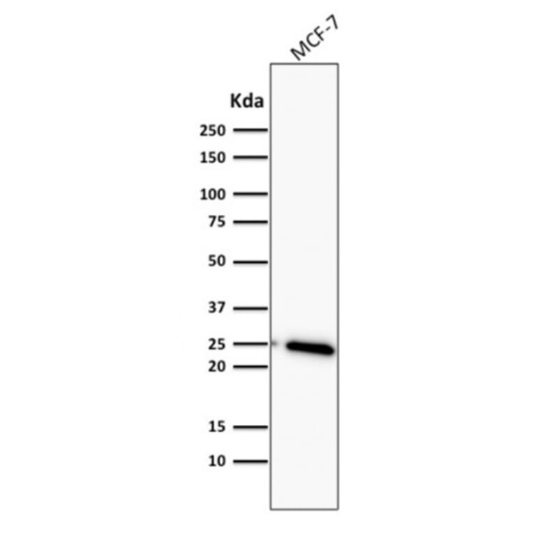 Western Blot - Anti-Bcl-2 Antibody [BCL2/782] - BSA and Azide free (A253050) - Antibodies.com