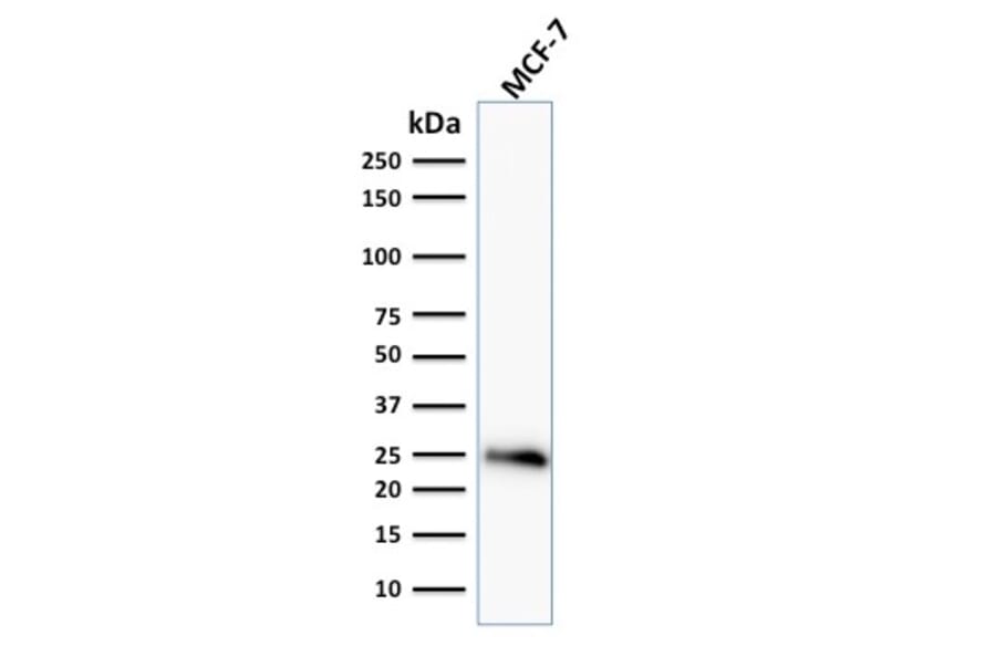 Western Blot - Anti-Bcl-2 Antibody [BCL2/796] - BSA and Azide free (A253051) - Antibodies.com