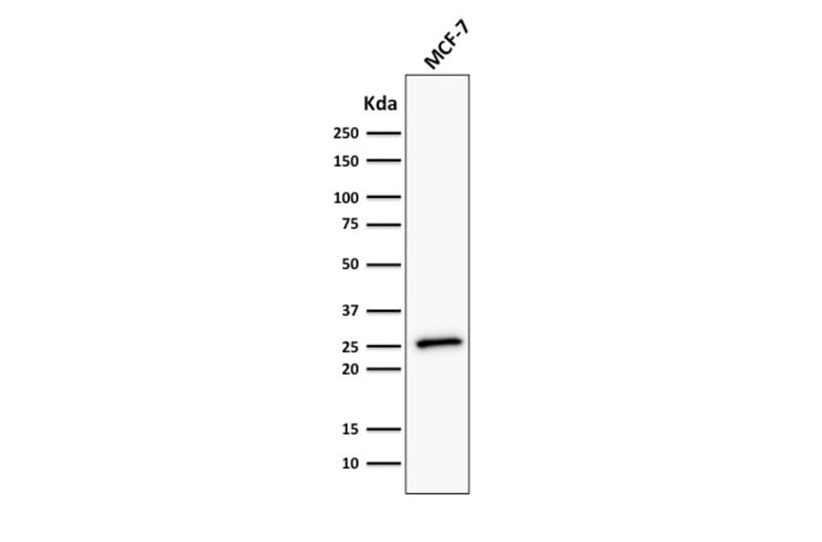Western Blot - Anti-Bcl-2 Antibody [BCL2/782 + BCL2/796] - BSA and Azide free (A253052) - Antibodies.com