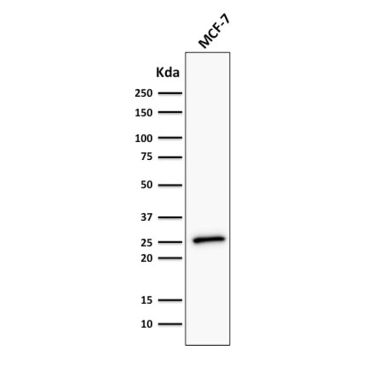 Western Blot - Anti-Bcl-2 Antibody [BCL2/782 + BCL2/796] - BSA and Azide free (A253052) - Antibodies.com