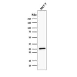 Western Blot - Anti-Bcl-2 Antibody [BCL2/782 + BCL2/796] - BSA and Azide free (A253052) - Antibodies.com