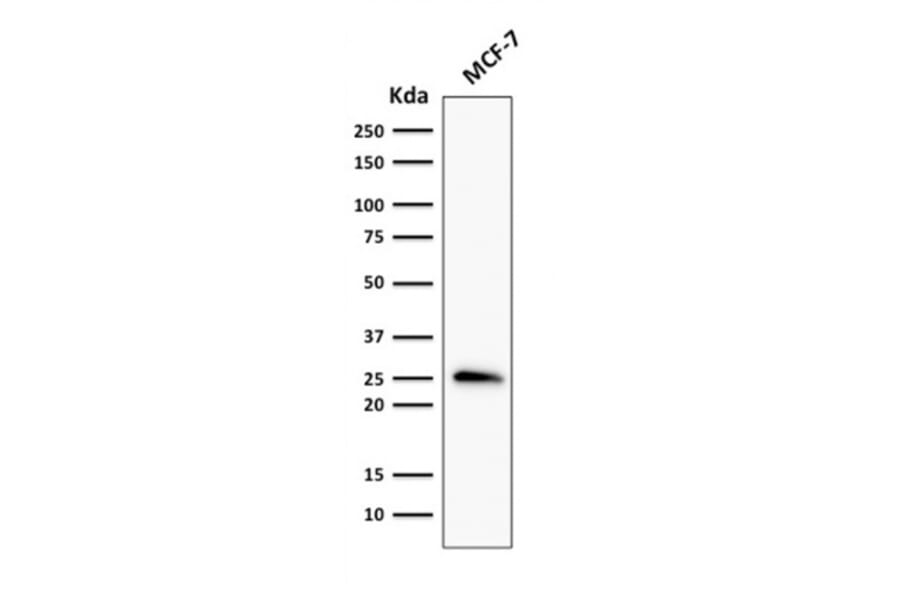 Western Blot - Anti-Bcl-2 Antibody [rBCL2/796] - BSA and Azide free (A253053) - Antibodies.com