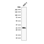 Western Blot - Anti-Bcl-2 Antibody [rBCL2/796] - BSA and Azide free (A253053) - Antibodies.com