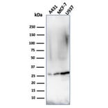 Western Blot - Anti-Bcl-2 Antibody [rBCL2/796] - BSA and Azide free (A253053) - Antibodies.com