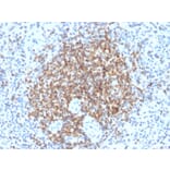 Immunohistochemistry - Anti-Bcl-2 Antibody [BCL2/2210R] - BSA and Azide free (A253054) - Antibodies.com