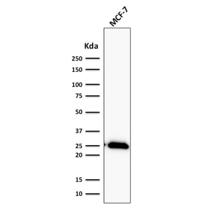 Western Blot - Anti-Bcl-2 Antibody [BCL2/2210R] - BSA and Azide free (A253054) - Antibodies.com