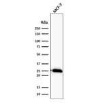 Western Blot - Anti-Bcl-2 Antibody [BCL2/2210R] - BSA and Azide free (A253054) - Antibodies.com