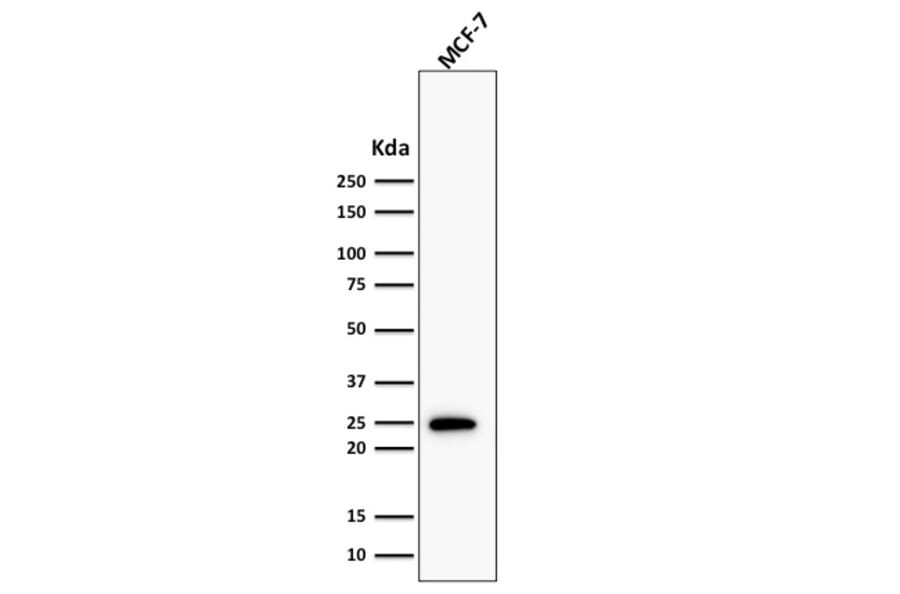 Western Blot - Anti-Bcl-2 Antibody [BCL2/1878R] - BSA and Azide free (A253056) - Antibodies.com