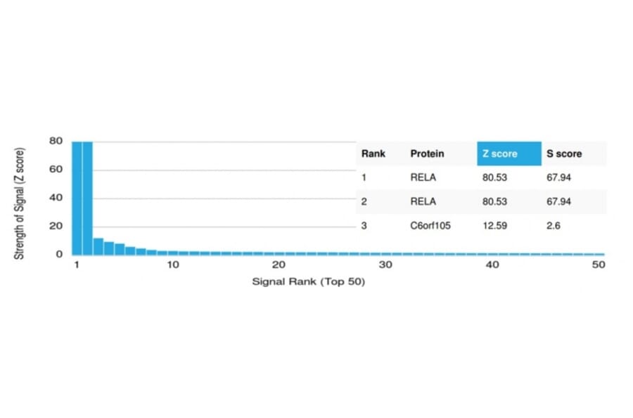 Protein Array - Anti-NF-kB p65 Antibody [PCRP-RELA-1E3] - BSA and Azide free (A253056) - Antibodies.com