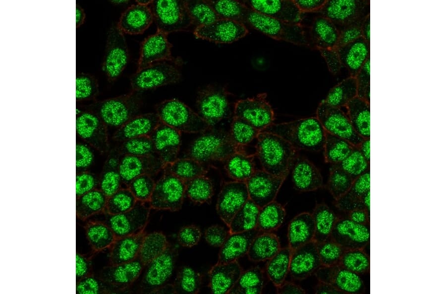 Immunofluorescence - Anti-NF-kB p65 Antibody [PCRP-RELA-2B6] - BSA and Azide free (A253058) - Antibodies.com