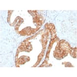 Immunohistochemistry - Anti-RET Antibody [RET/2795] - BSA and Azide free (A253062) - Antibodies.com