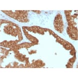 Immunohistochemistry - Anti-RET Antibody [RET/2795] - BSA and Azide free (A253062) - Antibodies.com