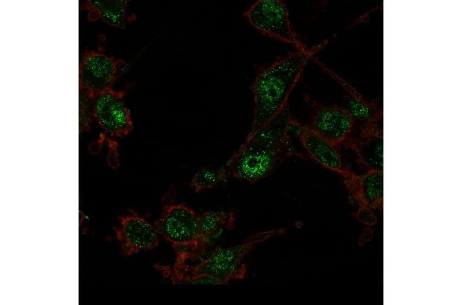 Immunofluorescence - Anti-TRIM27 Antibody [PCRP-TRIM27-1B3] - BSA and Azide free (A253064) - Antibodies.com