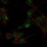 Immunofluorescence - Anti-TRIM27 Antibody [PCRP-TRIM27-1B3] - BSA and Azide free (A253064) - Antibodies.com
