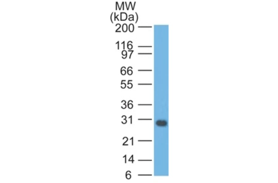 Western Blot - Anti-Bcl-X Antibody [BX006] - BSA and Azide free (A249885) - Antibodies.com
