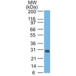 Western Blot - Anti-Bcl-X Antibody [BX006] - BSA and Azide free (A249885) - Antibodies.com