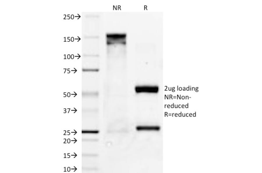 SDS-PAGE - Anti-Bcl-X Antibody [BX006] - BSA and Azide free (A249885) - Antibodies.com