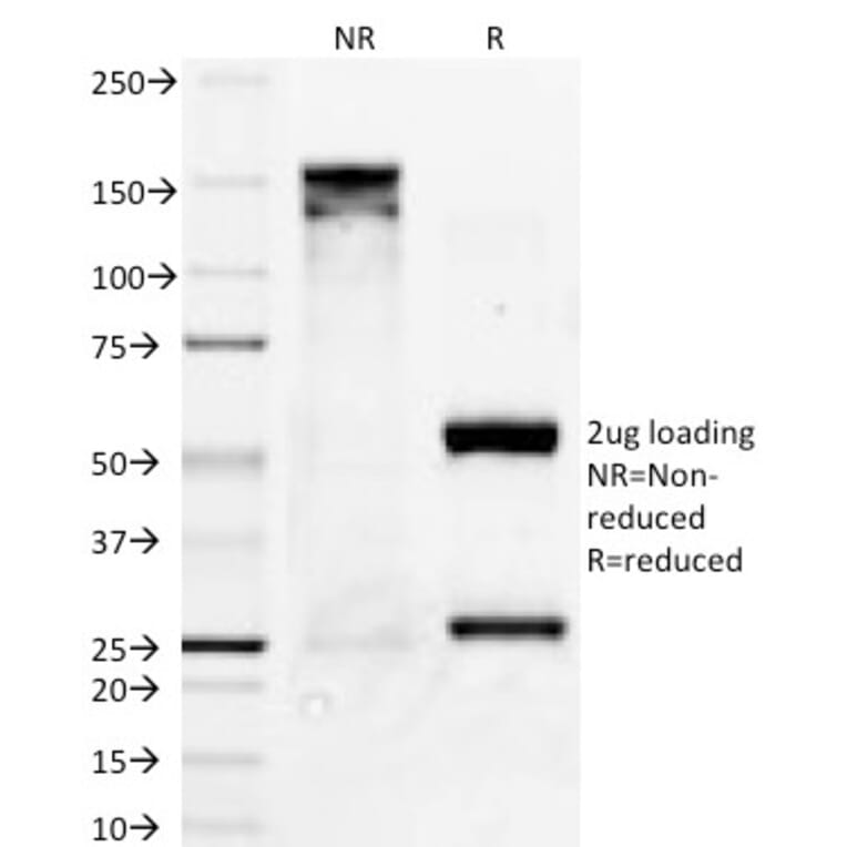 SDS-PAGE - Anti-Bcl-X Antibody [BX006] - BSA and Azide free (A249885) - Antibodies.com