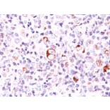 Immunohistochemistry - Anti-Bcl-X Antibody [SPM165] - BSA and Azide free (A253066) - Antibodies.com