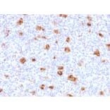 Immunohistochemistry - Anti-Bcl-X Antibody [SPM519] - BSA and Azide free (A249891) - Antibodies.com