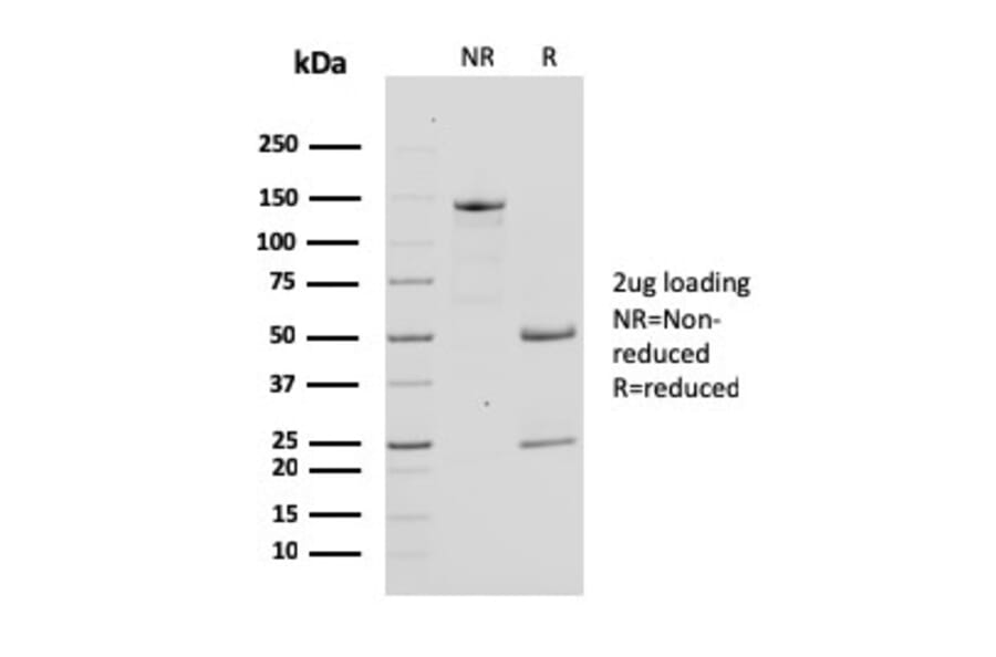 SDS-PAGE - Anti-Bcl-X Antibody [SPM519] - BSA and Azide free (A249891) - Antibodies.com