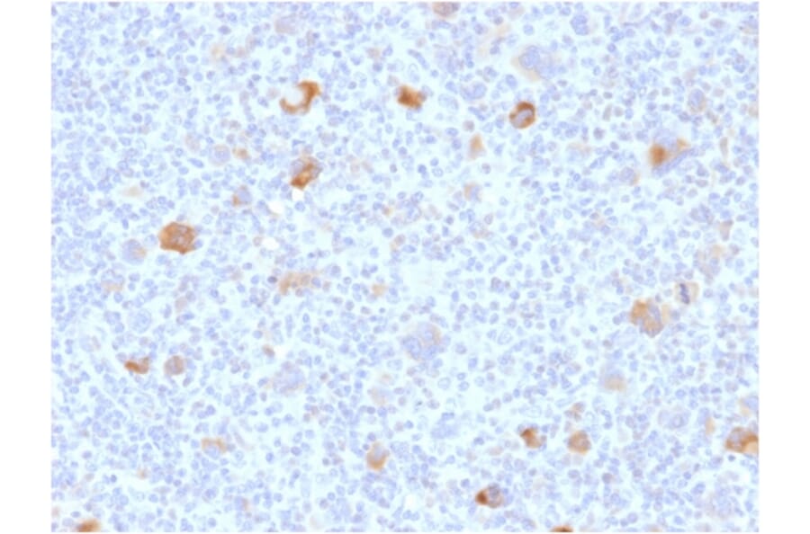 Immunohistochemistry - Anti-Bcl-X Antibody [BCL2L1/2406] - BSA and Azide free (A253071) - Antibodies.com