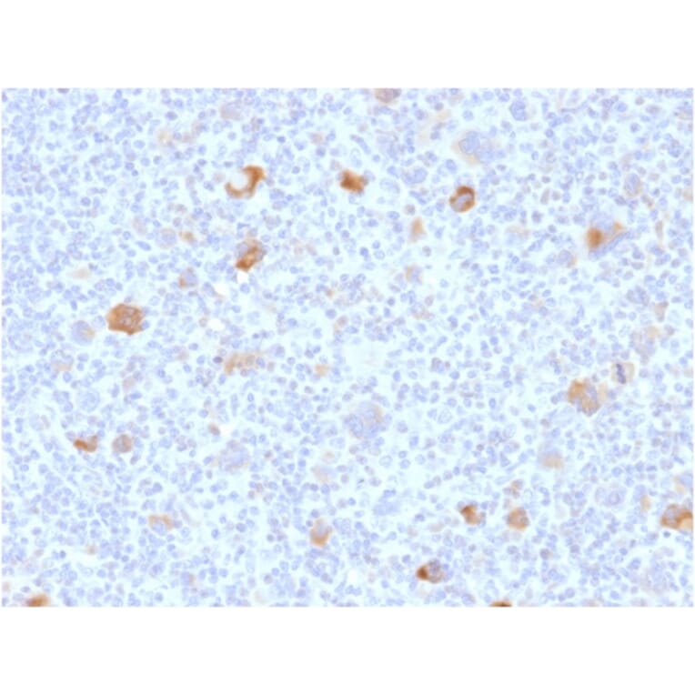 Immunohistochemistry - Anti-Bcl-X Antibody [BCL2L1/2406] - BSA and Azide free (A253071) - Antibodies.com
