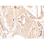 Immunohistochemistry - Anti-alpha Smooth Muscle Actin Antibody [1A4] - BSA and Azide free (A253074) - Antibodies.com