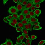 Immunofluorescence - Anti-alpha Smooth Muscle Actin Antibody [1A4] - BSA and Azide free (A253074) - Antibodies.com