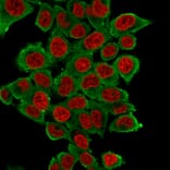 Immunofluorescence - Anti-alpha Smooth Muscle Actin Antibody [SPM332] - BSA and Azide free (A253074) - Antibodies.com